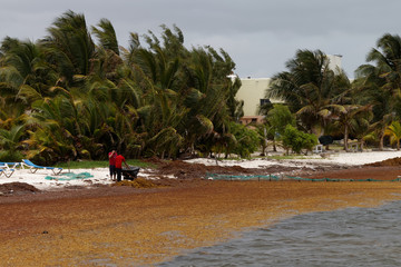 Czyszczeni karaibskiej plaży z wodorostów