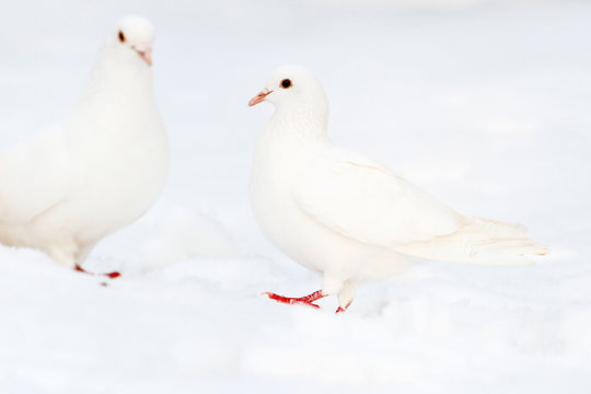 white pigeons in the white snow