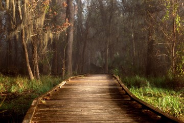 Admiring morning sun rays highlighting a boardwalk in a foggy Louisiana swamp land.