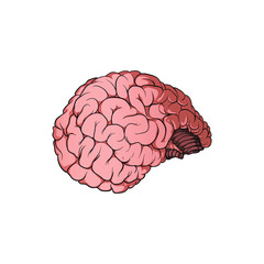 Amazing realistic illustration of a human brain with shading