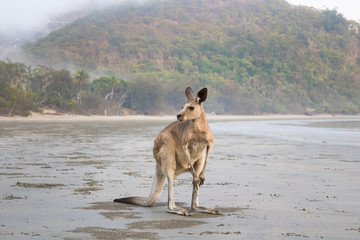 Kangaroo on the beach, Australia © Carola