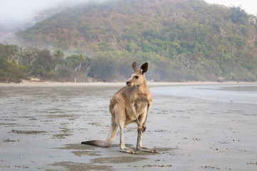 Kangaroo on the beach, Australia