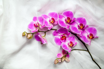 The branch of purple orchids on white fabric background 