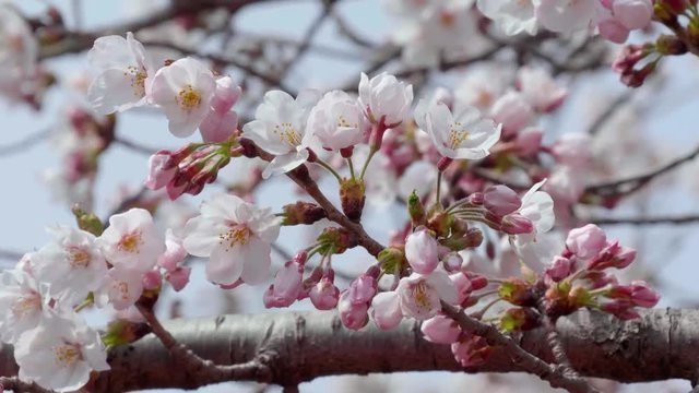 桜 風に揺れるソメイヨシノ