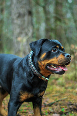 Rottweiler