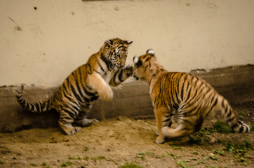 Bengal Tiger Cubs at a wildlife sanctuary
