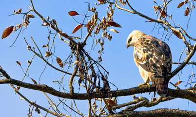 Young changeable hawk-eagle or crested hawk-eagle (Nisaetus cirrhatus) in Jim Corbett National Park, India