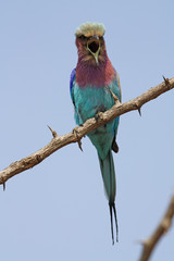 Lilac Breasted Roller