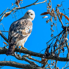 Young changeable hawk-eagle or crested hawk-eagle (Nisaetus cirrhatus) in Jim Corbett National Park, India