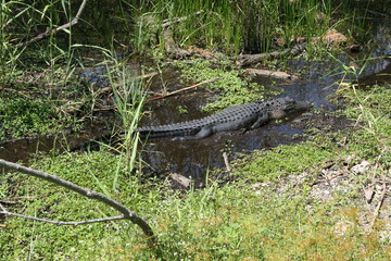 Korkodil im Wasser in Everglades Florida