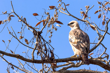 Young changeable hawk-eagle or crested hawk-eagle (Nisaetus cirrhatus) in Jim Corbett National Park, India