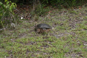 Schildkröte am Straßenrand in Florida - Everglades