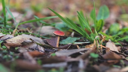 SMALL RED MUSHROOM ON THE SOIL