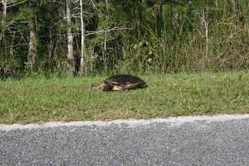 Schildkröte am Straßenrand in Florida - Everglades