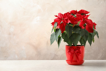Fototapeta premium Pot with poinsettia (traditional Christmas flower) on table against color background. Space for text