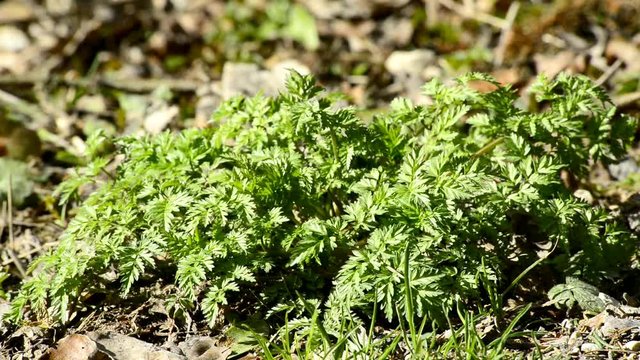 Chervil in a German forest in spring, spice for soups