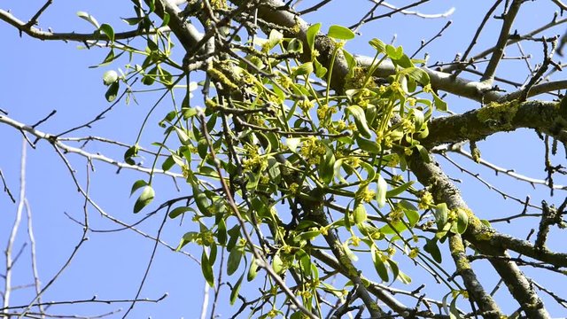 Mistletoe, medicinal plant in a tree with flower