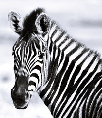 Fototapeta na wymiar Close up of a Zebra on a green meadow