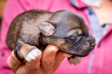A man holds a newborn puppy in his hand. Caring for and caring for dogs_