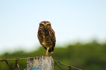 owl