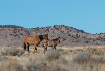 Wild Horse Mare and Foal