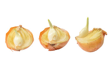 Obraz premium Cut fresh bulbs of onion on a white background.