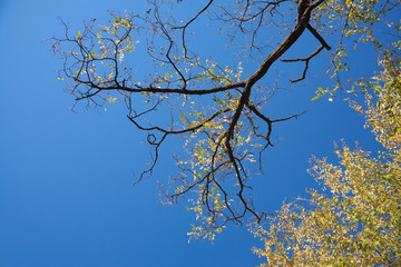 Yellow branches