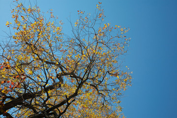 Yellow branches