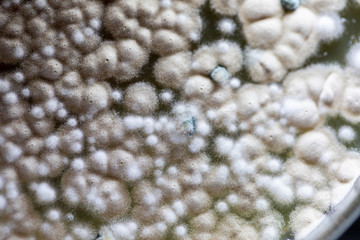 Backgrounds of Characteristics and Different shaped Colony of Bacteria and Mold growing on agar plates from Soil samples for education in Microbiology laboratory.