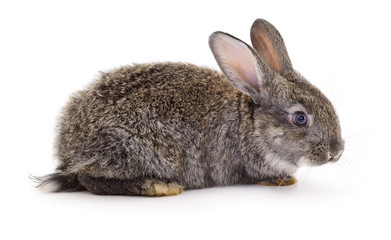 Gray rabbit isolated