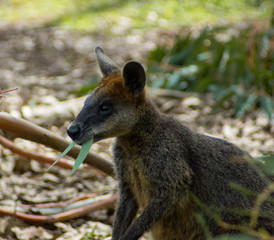 Naklejka na ściany i meble Wallaby eating eucalyptus