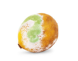Rotten Lemon fruit isolated on pure white