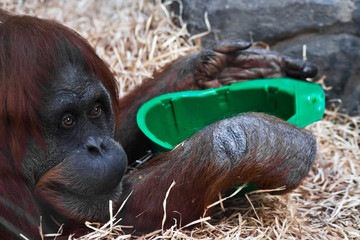Clever orangutan, face  close-up. © Mikhail Semenov