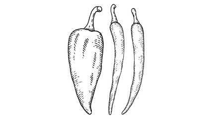 Vector Illustration of pepper ink sketch style isolated on white