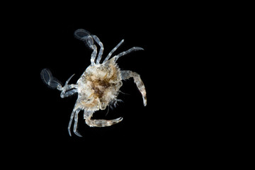 Blue Swimming Crabs,Young crab (Portunus pelagicus) isolated on black background