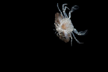 Blue Swimming Crabs,Young crab (Portunus pelagicus) isolated on black background