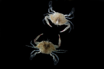 Blue Swimming Crabs,Young crab (Portunus pelagicus) isolated on black background