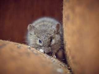 Naklejka na ściany i meble Little gray mouse in a sleepy state.