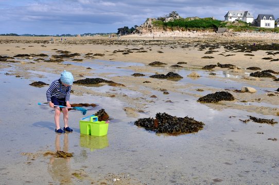 Un petit garçon qui pêche des crabes à marée basse en Bretagne