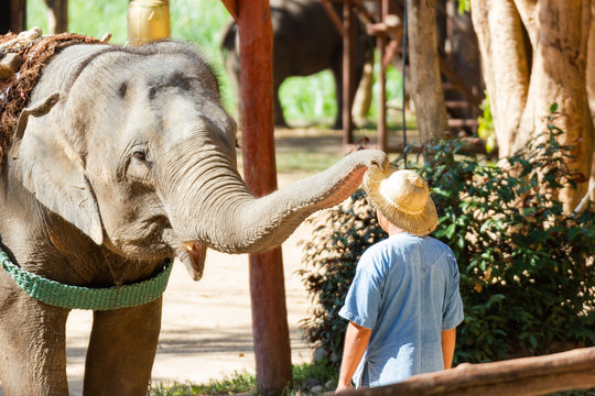 The Thai Elephant Conservation Center (TECC), Mahouts show how to train an elephant, Train elephants to wear a hat for men.