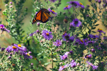monarch butterfly on purple flowers in the fall