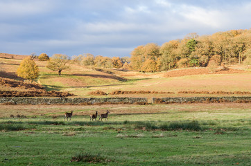 landscape with wheat field and blue sky