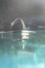 水面で呼吸するアザラシ © Honda Hiroyuki