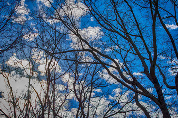 branches of a tree against blue sky clouds