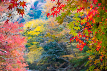 Naklejka na ściany i meble Autumn leaves of mountains in Japan / Daigo-town, Kuji-district, Ibaraki prefecture, Japan