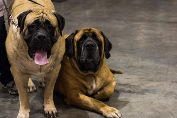 Two bull mastiffs 