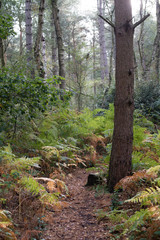 Obraz premium Leśny szlak dobrze wytarty przez jelenie i inne dzikie zwierzęta