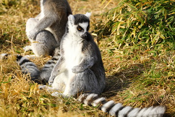 ワオキツネザル　ヨコ