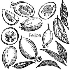 Collection of feijoa fruit, flower, leaves and feijoa slice. Graphic hand drawn illustration.