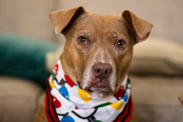 American Stafforshire Terrier / Pit Bull Dog
